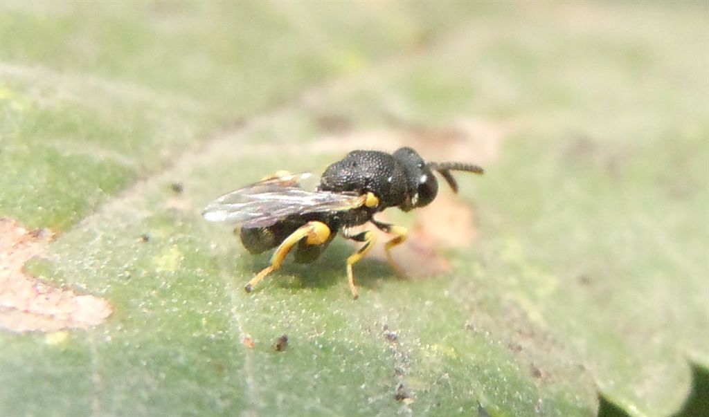 cfr.  Brachymeria sp.  (Brachymeridae/Chalcididae)